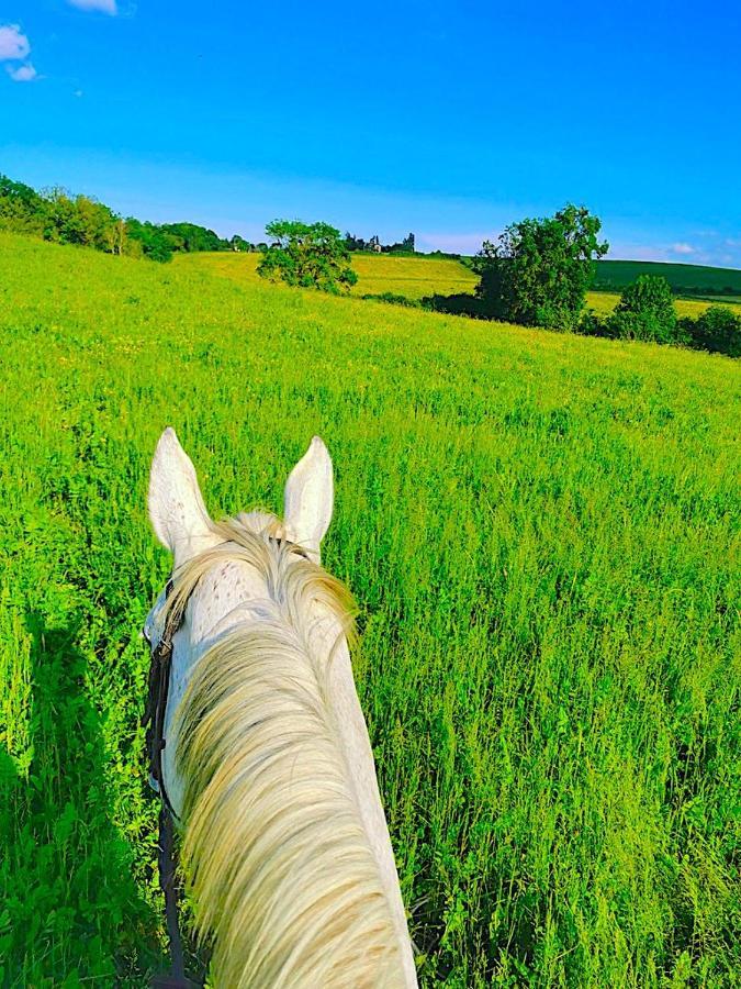 Fabuleux - Domaine Du Moulin D'Andraut Bordeaux-Chevaux-Golf-St Emilion Villa Montussan Dış mekan fotoğraf
